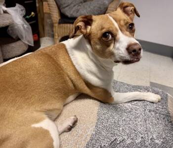 Rocky -  Chihuahua Dog for Adoption in Salinas, California - Rocky | PetCurious