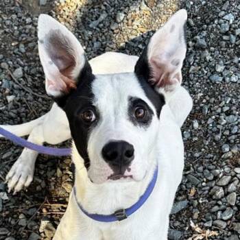 Joshua -  American Staffordshire Terrier Dog for Adoption in Walnut Creek, California - Joshua | PetCurious