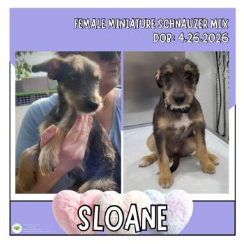 Sloane -  Schnauzer Dog for Adoption in Pottstown, Pennsylvania - Sloane | PetCurious