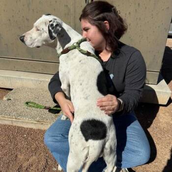 MARY -  Dalmatian and Mixed Breed Dog for Adoption in El Paso, Texas - MARY | PetCurious