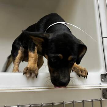 Beagle and Dachshund Dogs Available for Adoption in Birmingham, Alabama - Boujie | PetCurious