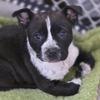 Mixed Breed Dogs Available for Adoption - Rose Red | PetCurious