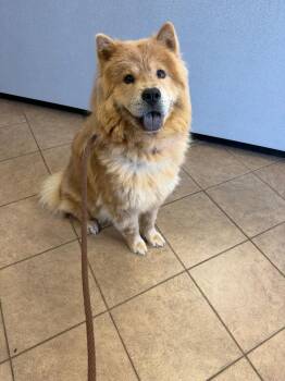 Honey -  Chow Chow Dog for Adoption in Marion, Ohio - Honey | PetCurious