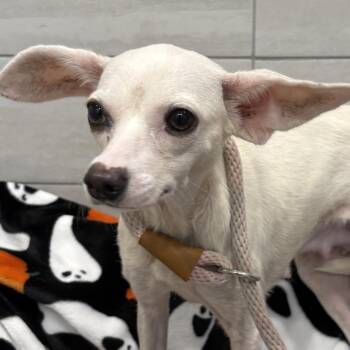 Jumbo Shrimp -  Chihuahua and Mixed Breed Dog for Adoption in Calverton, New York - Jumbo Shrimp | PetCurious