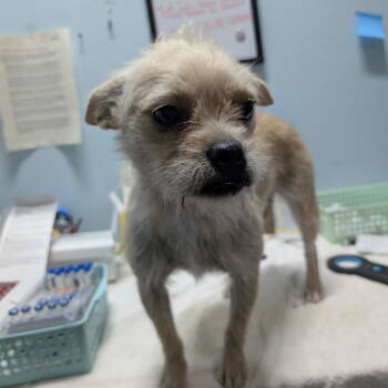 Rescue Brussels Griffon Dogs for Adoption in Chico, California - RENLY | PetCurious