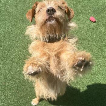 Masesun -  Scottish Terrier and Mixed Breed Dog for Adoption in La Grange, Kentucky - Masesun | PetCurious