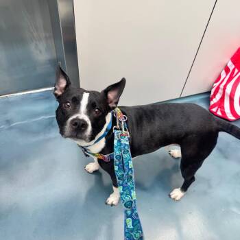 Boston Terrier Dogs Available for Adoption in Jersey City, New Jersey - Andy Sachs | PetCurious
