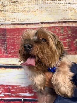 Yorkshire Terrier and Mixed Breed Dogs Available for Adoption in Doral, Florida - CARAMELO | PetCurious