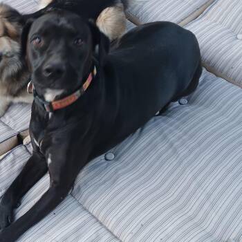 Rescue Labrador Retriever Dogs for Adoption in Mauston, Wisconsin - Molly | PetCurious