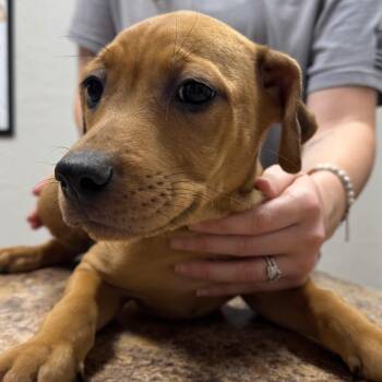 Mixed Breed Dogs Available for Adoption in Lawton, Oklahoma - SNICKERDOODLE (PINK) DESSERT LITTER | PetCurious