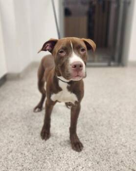 Terrier and Mixed Breed Dogs Available for Adoption in Gastonia, North Carolina - Pretzel | PetCurious