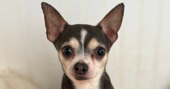 Rescue Chihuahua Dogs for Adoption in Los Angeles, California - Ozzy #6757 | PetCurious