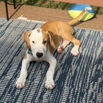 Maple Nora -  Plott Hound and Terrier Dog for Adoption in Reisterstown, Maryland - Maple Nora | PetCurious