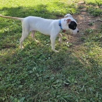 Zoya -  Boxer and Mixed Breed Dog for Adoption in Christiansburg, Virginia - Zoya | PetCurious