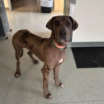Great Dane and Mixed Breed Dogs Available for Adoption in Galax, Virginia - Moo | PetCurious