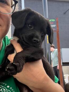 Labrador Retriever and Hound Dogs Available for Adoption in Waxhaw, North Carolina - Harry | PetCurious