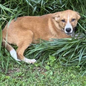 Mikey -  Cattle Dog and Labrador Retriever Dog for Adoption in Brownsboro, Alabama - Mikey | PetCurious