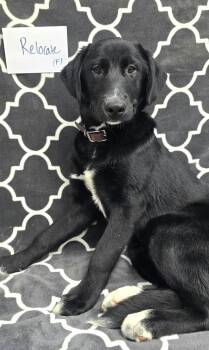 Relocate -  Black Labrador Retriever and Border Collie Dog for Adoption in Othello, Washington - Relocate | PetCurious