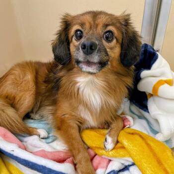 Don King -  Pomeranian and Beagle Dog for Adoption in Lyndhurst, Virginia - Don King | PetCurious