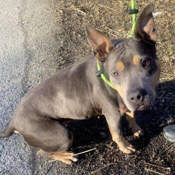 Mixed Breed Dogs Available for Adoption in Gloucester, Virginia - Zena | PetCurious