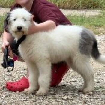 Lily -  Old English Sheepdog and Great Pyrenees Dog for Adoption in Houston, Texas - Lily | PetCurious