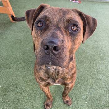 Rescue Pit Bull Terrier and Boxer Dogs for Adoption in Hawthorne, California - Rocky | PetCurious