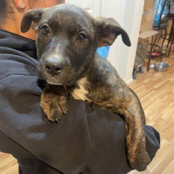 Guacamole -  Cattle Dog and Pit Bull Terrier Dog for Adoption in Tacoma, Washington - Guacamole | PetCurious