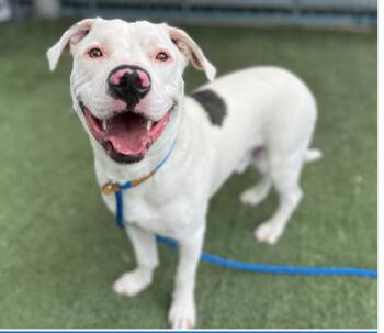 Rescue Pit Bull Terrier Dogs for Adoption in Simi Valley, California - Rusty | PetCurious