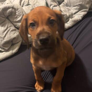 Redwood -  Mixed Breed Dog for Adoption in Fredericksburg, Virginia - Redwood | PetCurious