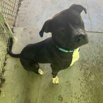 Axel #1 -  Pit Bull Terrier and Mixed Breed Dog Available for Adoption in Greenville, Pennsylvania - Axel #1 | PetCurious