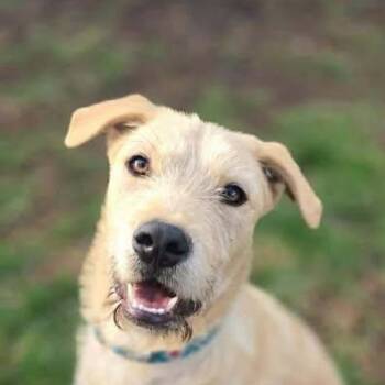 Labrador Retriever and Terrier Dogs Available for Adoption in Niagara Falls, Ontario - Teddy (20260408-07) | PetCurious