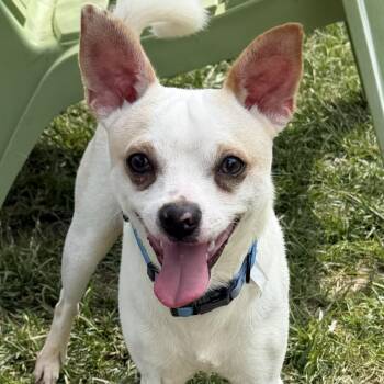 Mercury -  Pug and Chihuahua Dog for Adoption in Grayslake, Illinois - Mercury | PetCurious