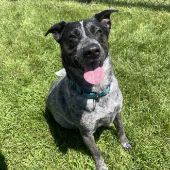Arrow -  Australian Cattle Dog Blue Heeler Dog for Adoption in Winston-salem, North Carolina - Arrow | PetCurious