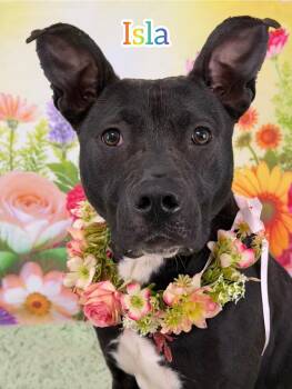 Mixed Breed Dogs Available for Adoption in Flint, Michigan - Isla | PetCurious