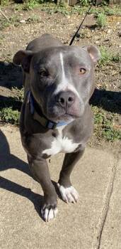 BLUE -  American Staffordshire Terrier Dog for Adoption in San Antonio, Texas - BLUE | PetCurious
