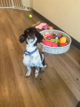 Hamlet -  Poodle Dog for Adoption in New Milford, Connecticut - Hamlet | PetCurious