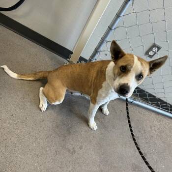 Mixed Breed Dogs Available for Adoption - 104756 | PetCurious