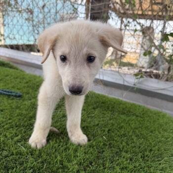 Yuki -  Labrador Retriever Dog for Adoption in Harlingen, Texas - Yuki | PetCurious