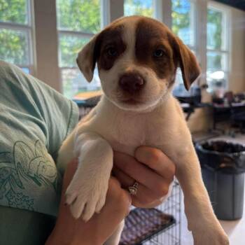 Winston -  Mixed Breed Dog for Adoption in Huntington, West Virginia - Winston | PetCurious