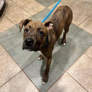 Brisket -  Mixed Breed Dog for Adoption in Chattanooga, Tennessee - Brisket | PetCurious