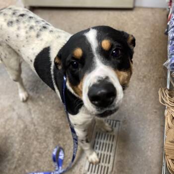FWT Buddy (Apollo) -  Pit Bull Terrier Dog for Adoption in Midland, Texas - FWT Buddy (Apollo) | PetCurious