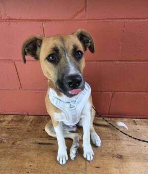 Rescue Dutch Shepherd Dogs for Adoption in Pensacola, Florida - Delilah | PetCurious