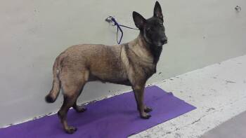 Belgian Shepherd Malinois and Mixed Breed Dogs Available for Adoption - THEA | PetCurious