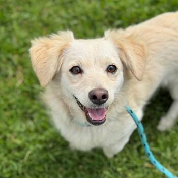 Paloma -  Mixed Breed Dog for Adoption in Goleta, California - Paloma | PetCurious