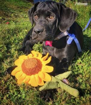 Pomona -  Labrador Retriever and Mastiff Dog for Adoption in Bothell, Washington - Pomona | PetCurious