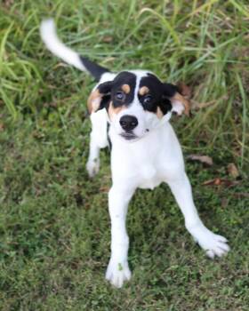 Rescue Hound Dogs for Adoption in Lancaster, Ohio - Patsy | PetCurious