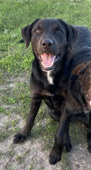 Rescue Catahoula Leopard Dog and Black Labrador Retriever Dogs for Adoption in Johnson City, Texas - Char | PetCurious