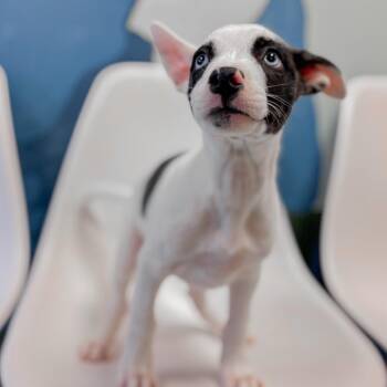Bryce -  Husky and Mixed Breed Dog for Adoption in Springboro, Ohio - Bryce | PetCurious