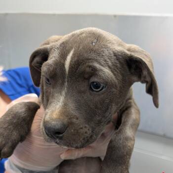 American Staffordshire Terrier Dogs Available for Adoption - Julia | PetCurious