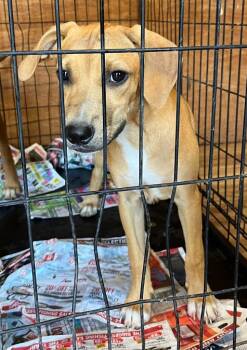 Rachel -  Mixed Breed Dog for Adoption in Lawrenceburg, Tennessee - Rachel | PetCurious
